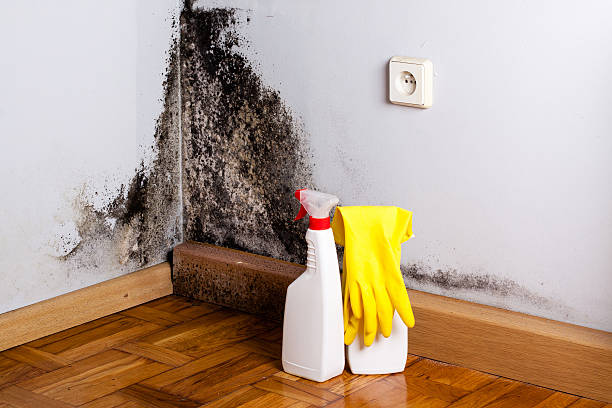 Best Mold Remediation for Vacation Homes  in Mvern, AL